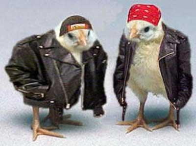 Biker Chicks