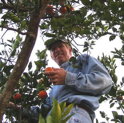 bruce picking tangerines