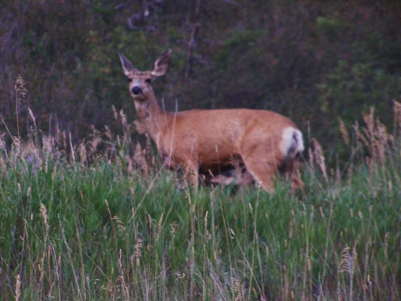 doe nursing young