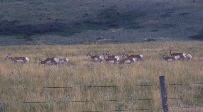 pronghorn antelope