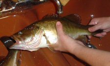 My First Bass bass