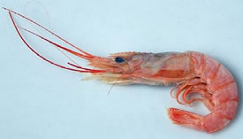 shrimp