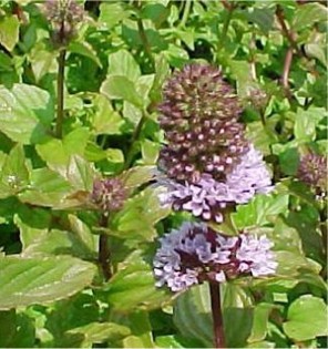 Peppermint Blooming Peppermint