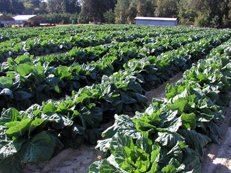 Collard Greens